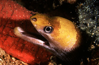 Gymnothorax melatremus, Dwarf moray: