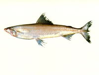 Harpadon translucens, Glassy Bombay duck: