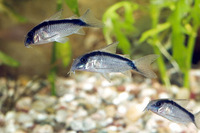 Corydoras arcuatus, Skunk corydoras: aquarium