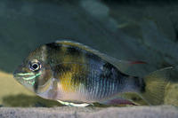 Biotodoma cupido, Greenstreaked eartheater: aquarium