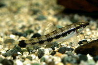 Characidium fasciatum, Darter characin: aquarium