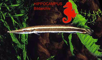 Boulengerella lateristriga, Striped pike-characin: aquarium