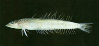 Acanthaphritis barbata, :