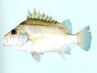 Hapalogenys kishinouyei, : fisheries