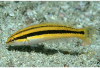 Halichoeres melanotis, Golden wrasse: