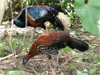 Lesser Bornean Crested Fireback Lophura ignita ignita