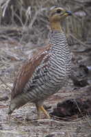 Schlegel's Francolin. (Francolinus schlegelii)