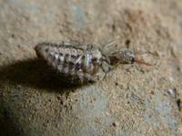 Myrmeleon - Antlion