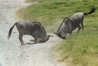 Image of: Connochaetes taurinus (blue wildebeest)