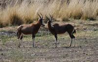 Image of: Damaliscus pygargus (blesbok)