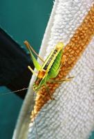 Poecilimon jonicus