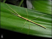 Lopaphus perakensis