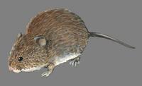 Image of: Myodes glareolus (bank vole)