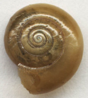 Oxychilus draparnaudi - dark-bodied glass-snail