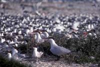 Sterna caspia - Caspian Tern