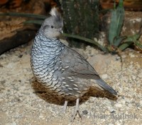 Callipepla squamata - Scaled Quail