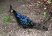 Polyplectron napoleonis - Palawan Peacock-Pheasant