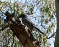 Strepera versicolor - Grey Currawong