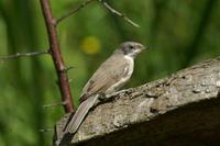 Sylvia curruca - Lesser Whitethroat