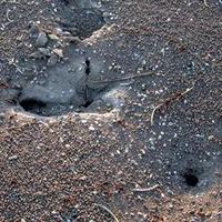 Image of: Formicidae (ants)