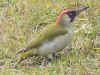 Picus viridis - Eurasian Green Woodpecker