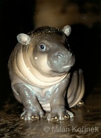 Hexaprotodon liberiensis - Pygmy Hippopotamus