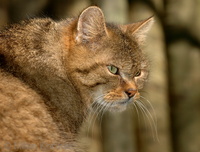 Felis silvestris silvestris - European Wildcat