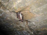 Myotis myotis - Greater Mouse-eared Bat