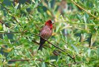 Image of: Carpodacus erythrinus (common rosefinch)