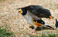 Image of: Eophona migratoria (yellow-billed grosbeak)