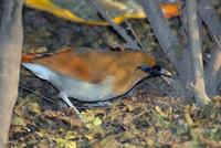 Image of: Garrulax caerulatus (grey-sided laughingthrush)