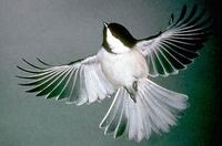 Image of: Parus atricapillus (black-capped chickadee)