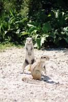 Xerus inauris - South African Ground Squirrel