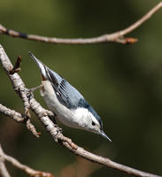 Image of: Sitta carolinensis (white-breasted nuthatch)