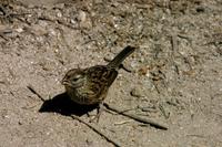 Image of: Zonotrichia leucophrys (white-crowned sparrow)