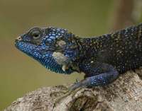 Acanthocercus atricollis - Blue-throated Agama