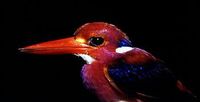 Philippine Dwarf Kingfisher - Ceyx melanurus