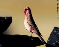 Great Rosefinch - Carpodacus rubicilla