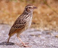 Indochinese Bushlark - Mirafra erythrocephala