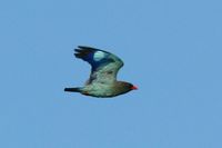 Dollarbird