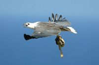 White bellied Sea Eagle