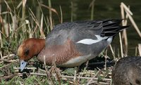 Eurasian Wigeon - Anas penelope