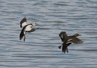 Steller's Eider - Polysticta stelleri