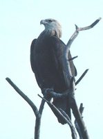 Pallas' Fish-Eagle - Haliaeetus leucoryphus