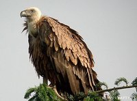 Eurasian Griffon - Gyps fulvus