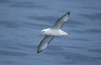 Northern Fulmar (Fulmarus glacialis) photo