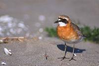 Mongolian Plover (Charadrius mongolus) photo