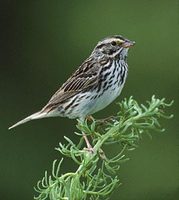 Savannah Sparrow (Passerculus sandwichensis) photo