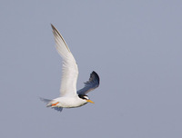 Little Tern (Sterna albifrons) photo