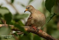 Croaking Ground-Dove - Columbina cruziana